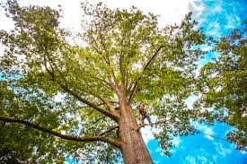 Best Pest Control for Lawns  in Bristol, VA