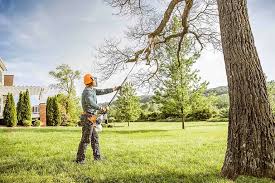 Best Tree Mulching  in Bristol, VA