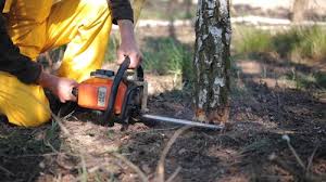 Best Lawn Disease Treatment  in Bristol, VA