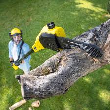 How Our Tree Care Process Works  in  Bristol, VA
