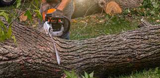 Lawn Maintenance Plans in Bristol, VA