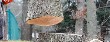 Best Tree Risk Assessment  in Bristol, VA