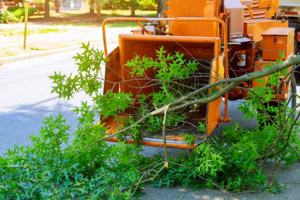 Best Utility Line Clearance  in Bristol, VA