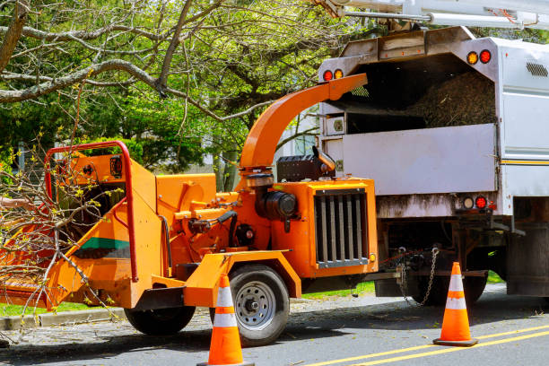 Best Root Management and Removal  in Bristol, VA