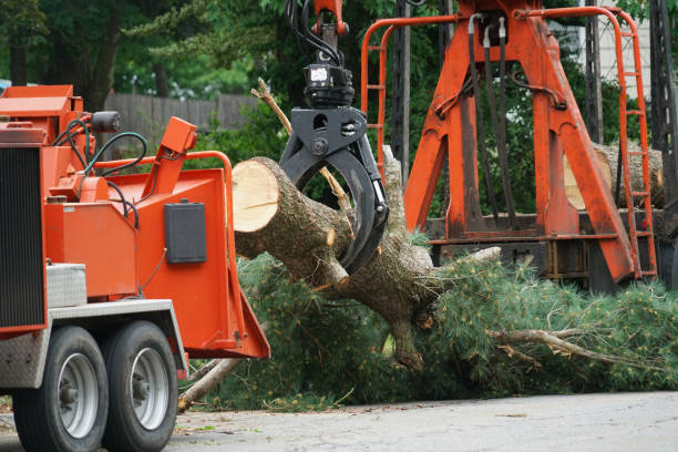Best Leaf Removal  in Bristol, VA