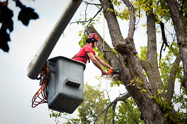 Best Tree Cabling and Bracing  in Bristol, VA