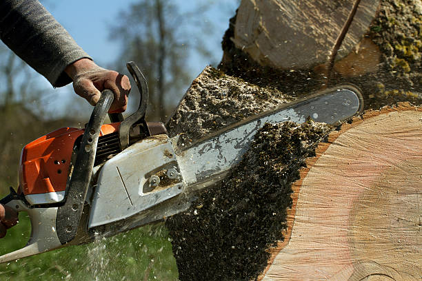 Best Hazardous Tree Removal  in Bristol, VA